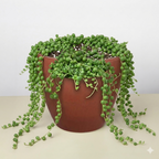 Succulent 'String of Pearls' – view 6