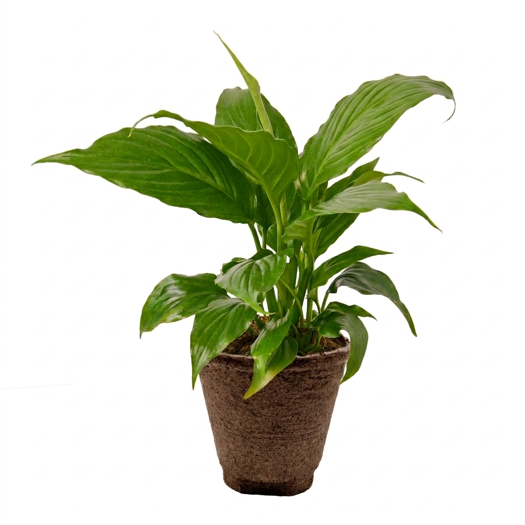 Spathiphyllum 'Peace Lily' – view 11