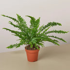 Jester's Crown Fern – view 3