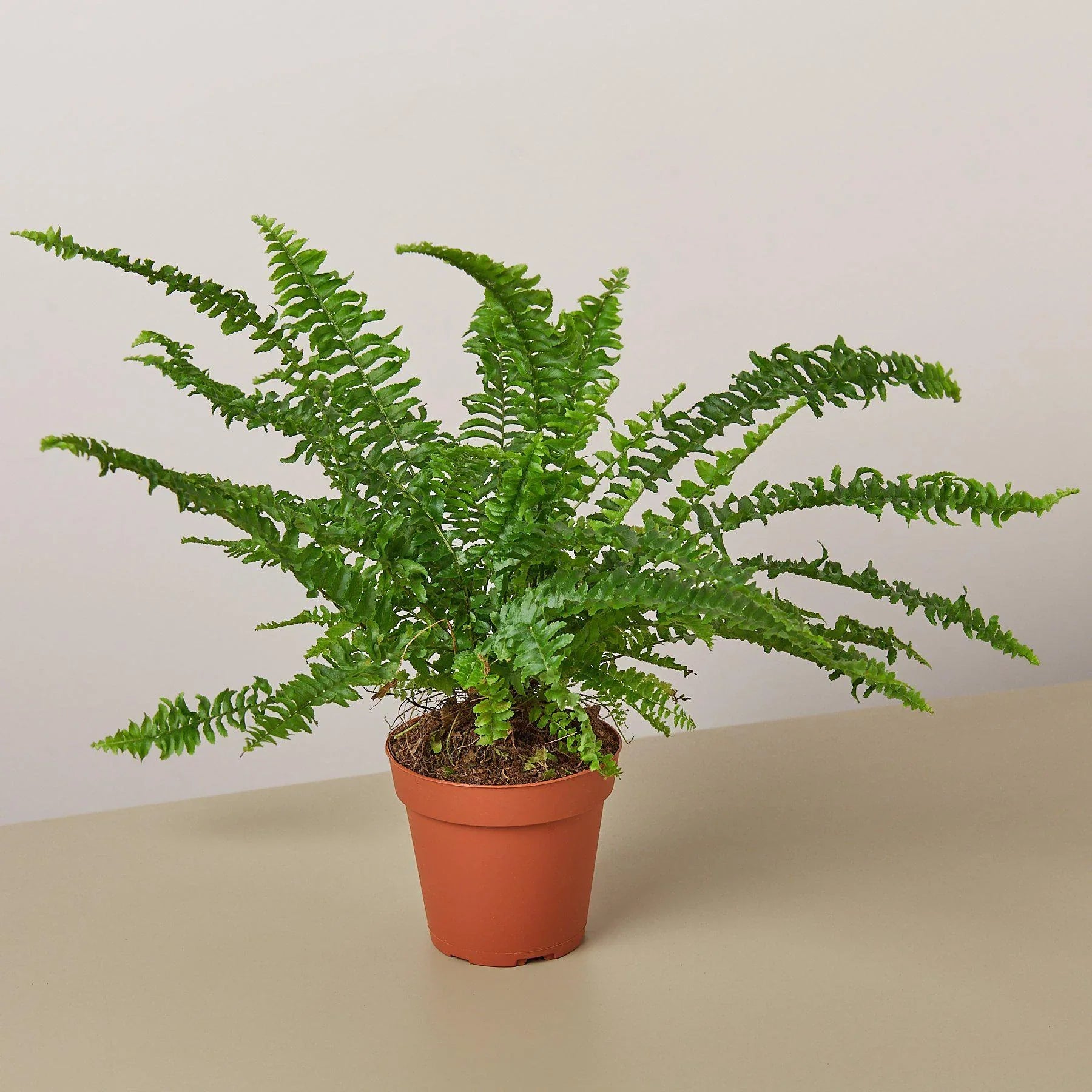 Jester's Crown Fern – view 3
