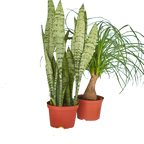 2 - 6" Indoor Plants Premium Subscription box