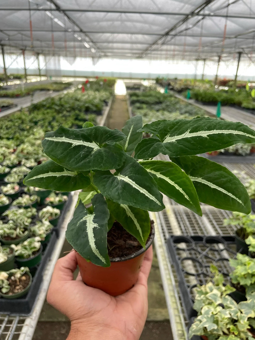 Syngonium wendlandii 'Black Velvet' – view 4