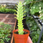 Euphorbia 'Mint Cream' – view 3