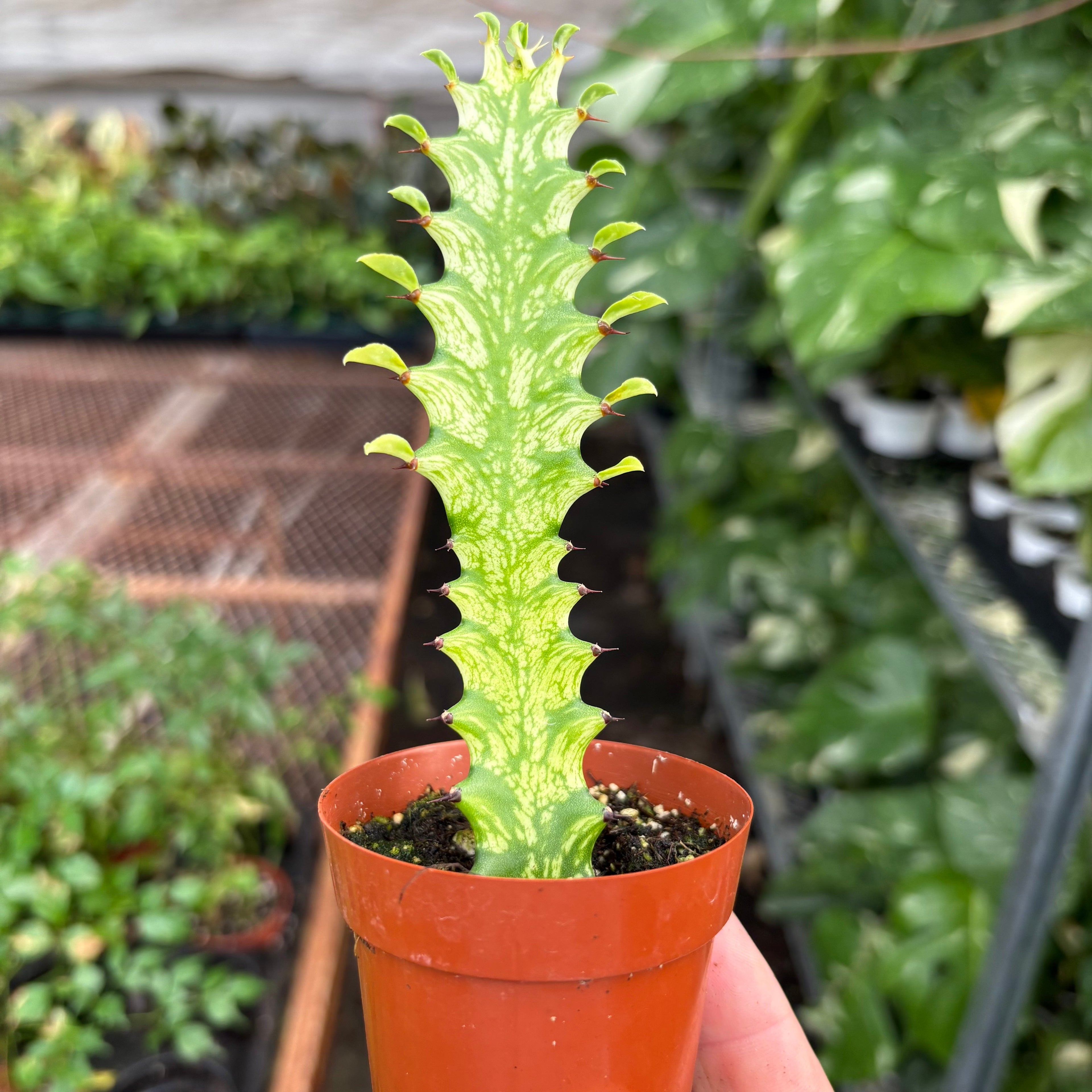 Euphorbia 'Mint Cream' – view 3