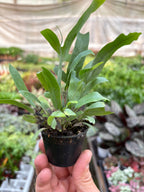 Fern 'Blue Star' – view 7