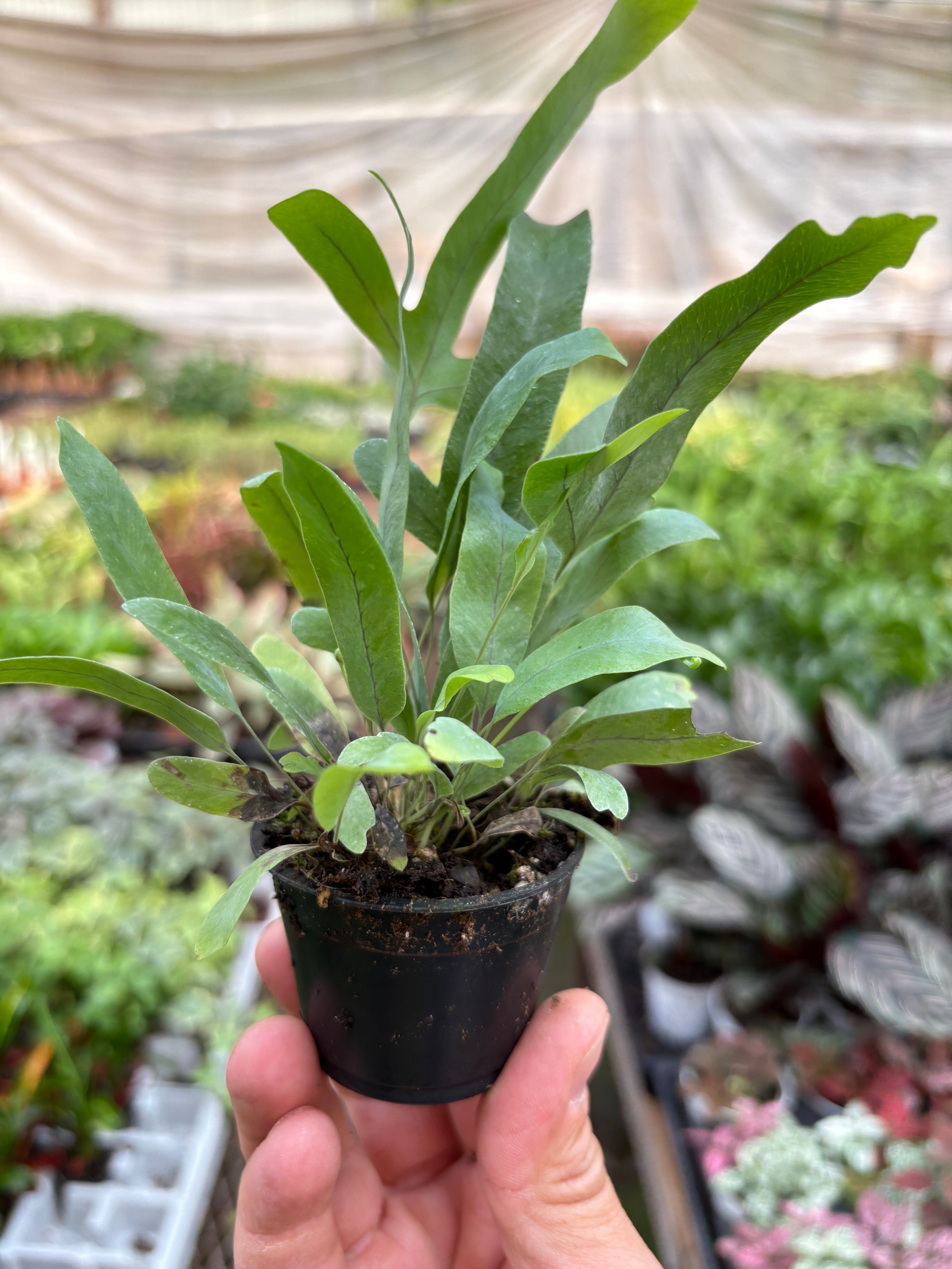 Fern 'Blue Star' – view 7