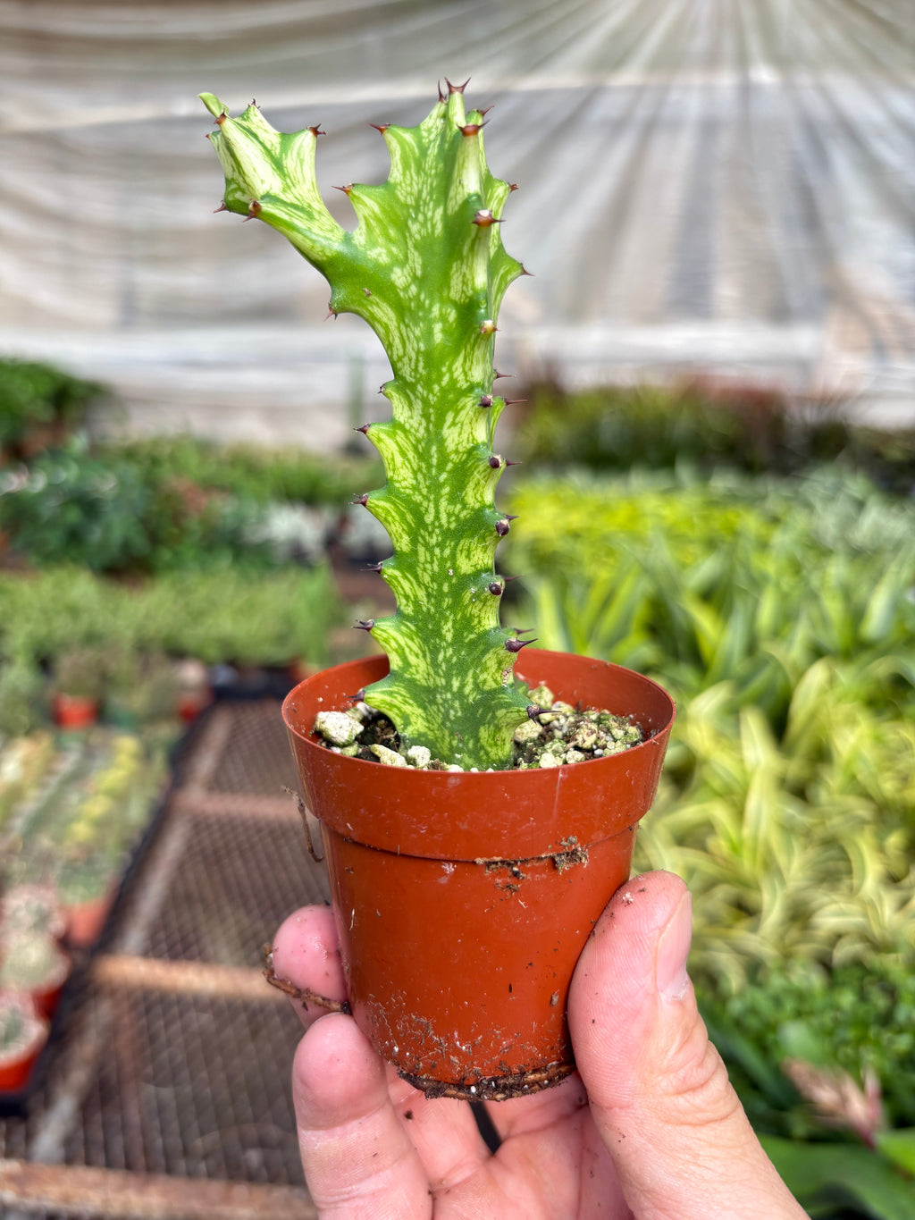 Euphorbia 'Mint Cream' – view 4