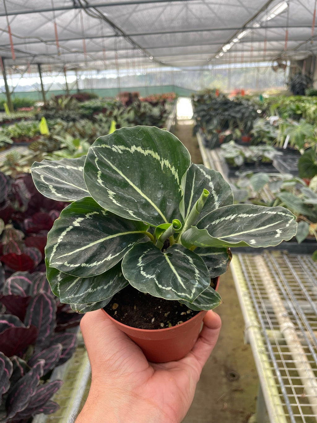 Calathea 'Green Goddess' – view 2