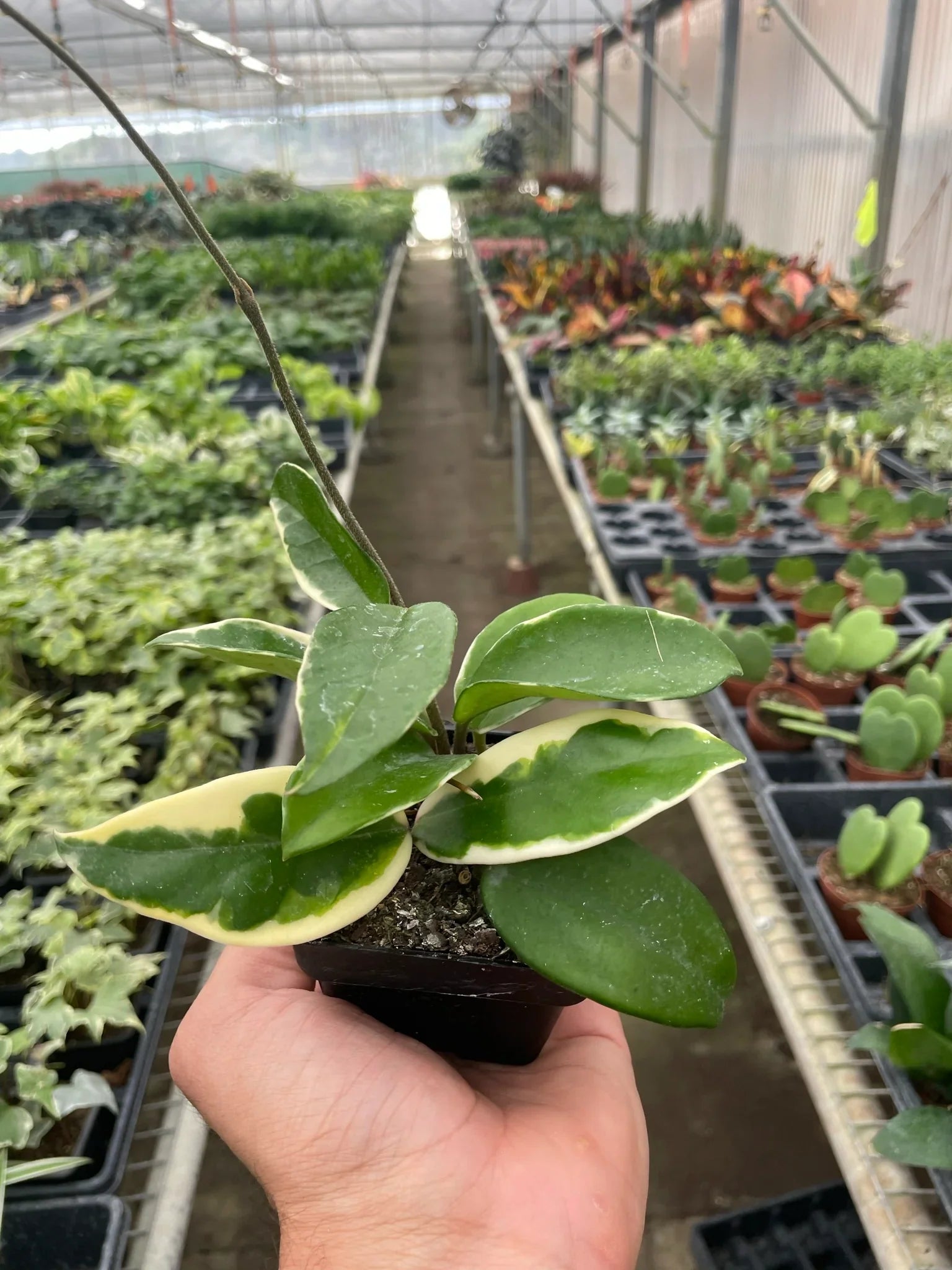 Hoya Carnosa 'Tricolor' – view 3