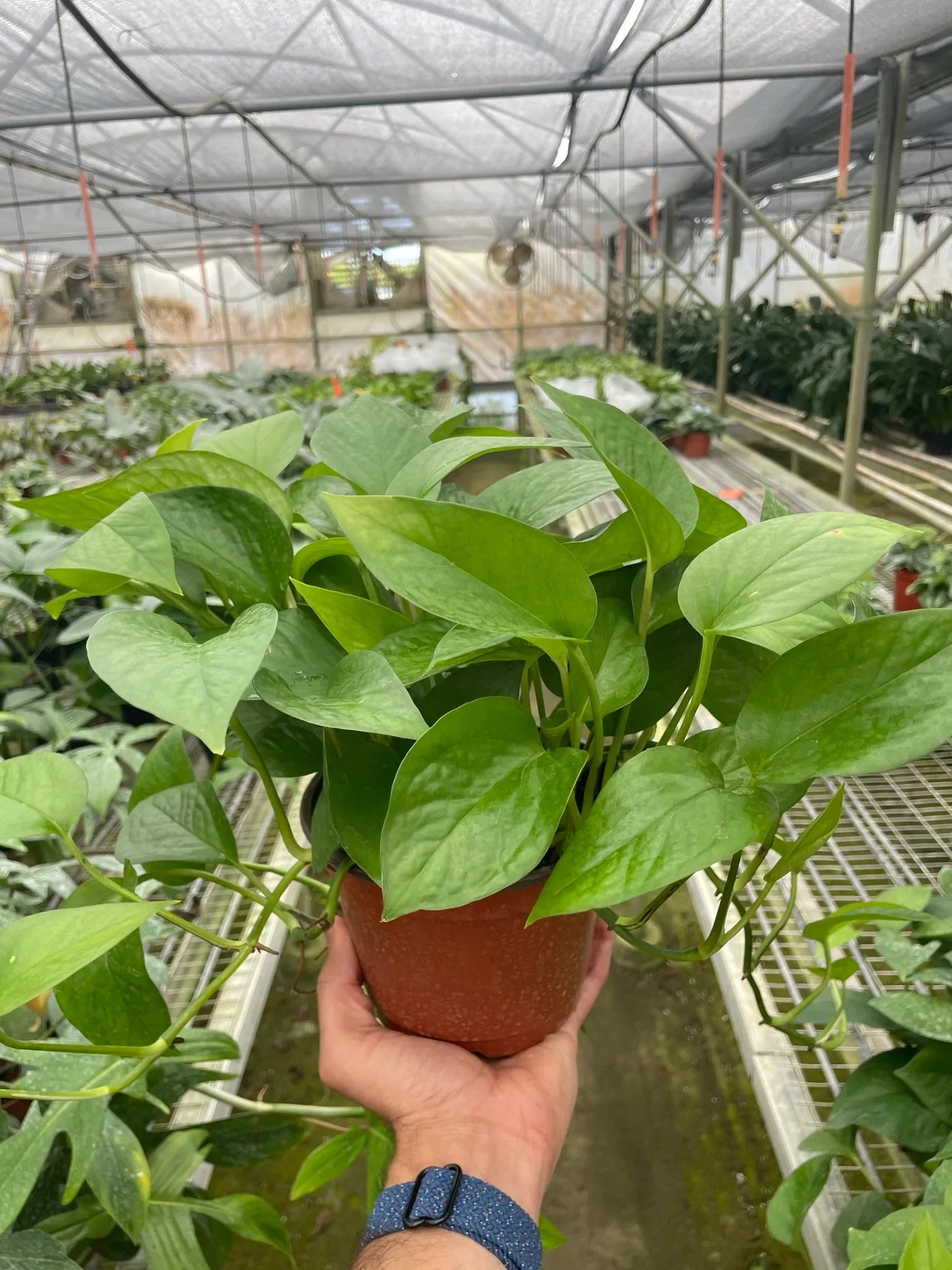 Pothos 'Green Queen' – view 3