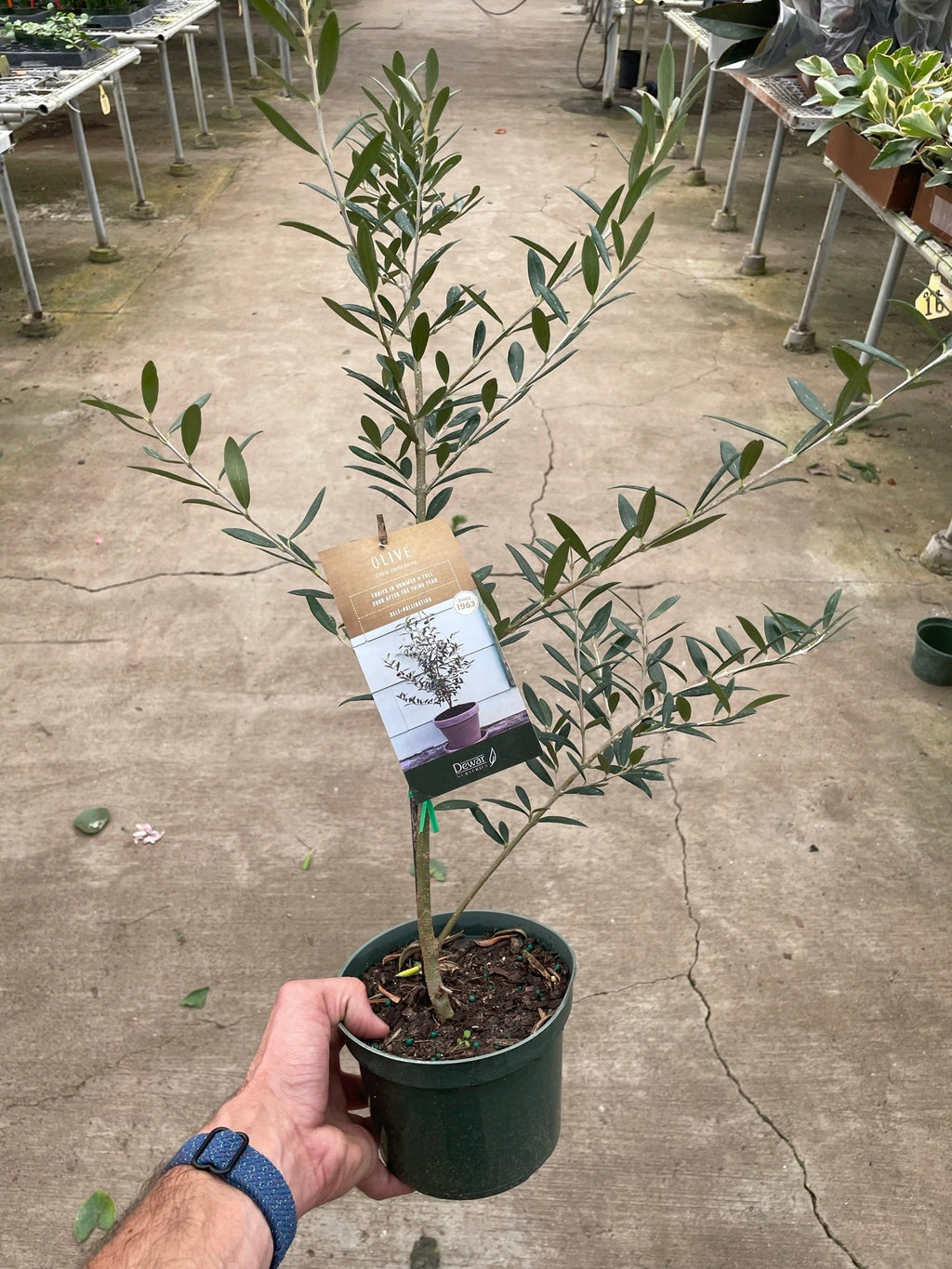 Common Olive Tree (Olea europaea) – view 2