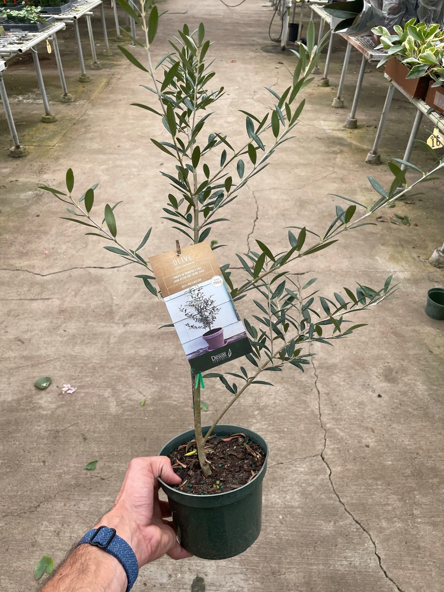 Common Olive Tree (Olea europaea) – view 2