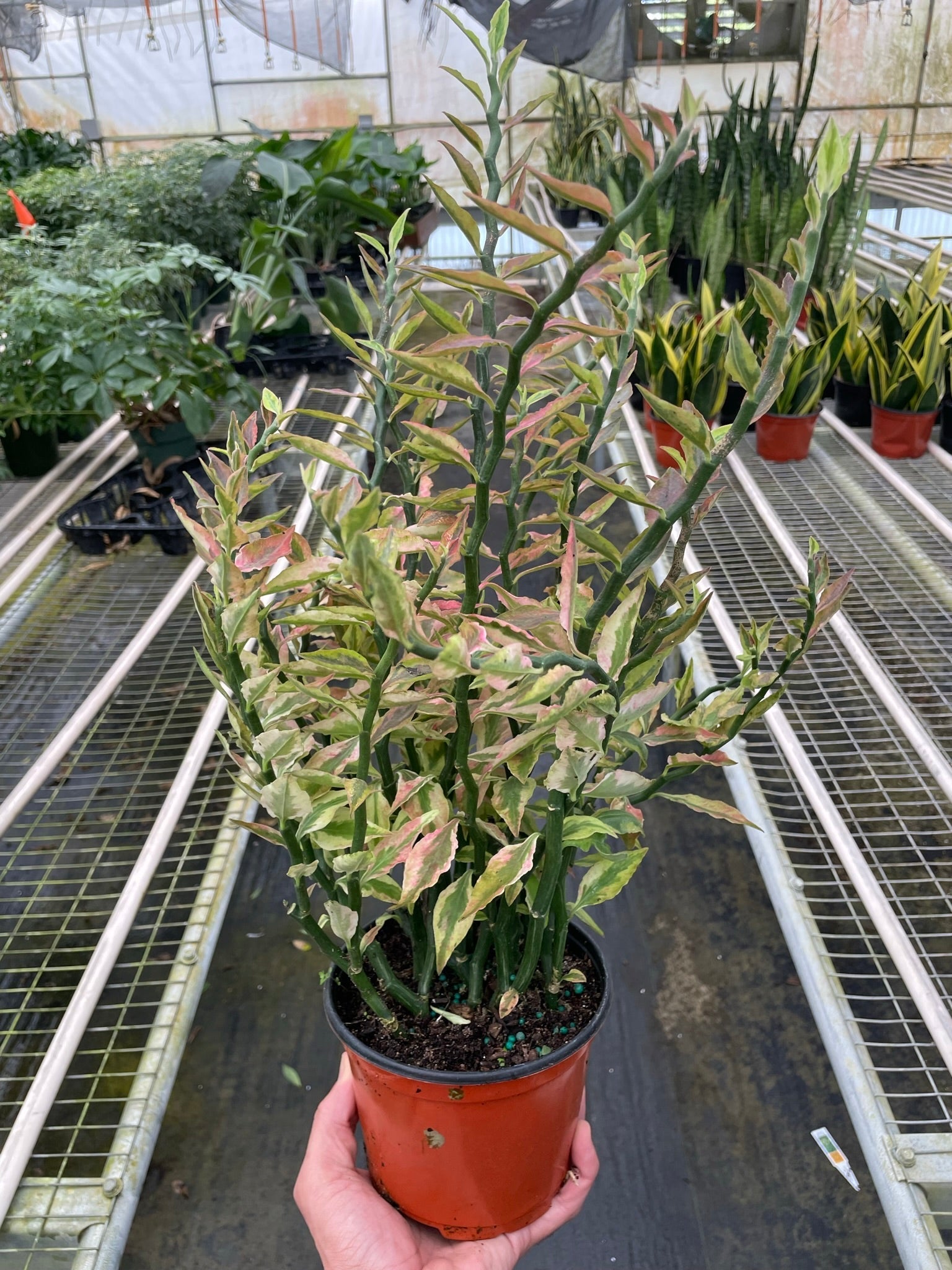 Variegated Devil's Backbone Euphorbia – view 2