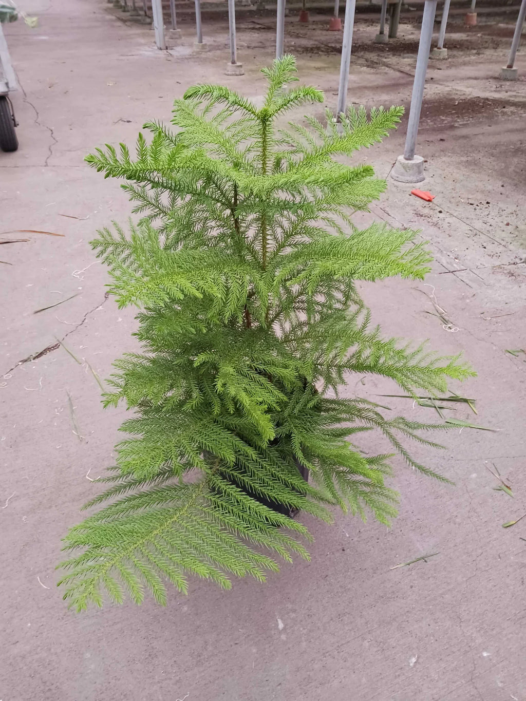 Norfolk 'Island Pine' – view 5