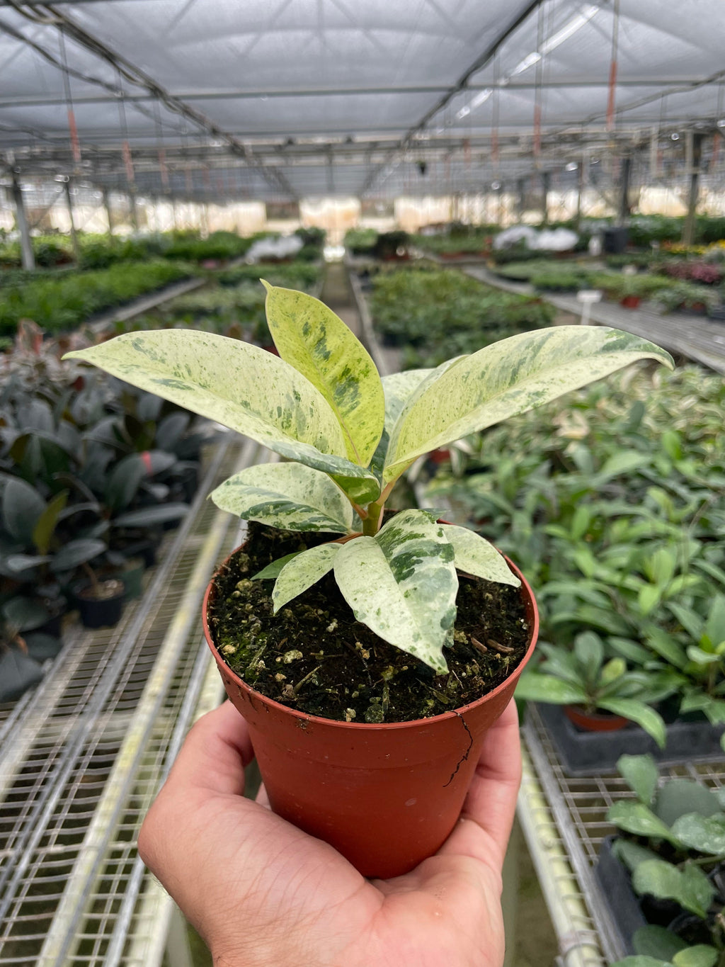 Ficus 'shivereana' (Moonshine) – view 3