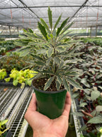 Aralia 'Bianca' by House Plant Dropship
