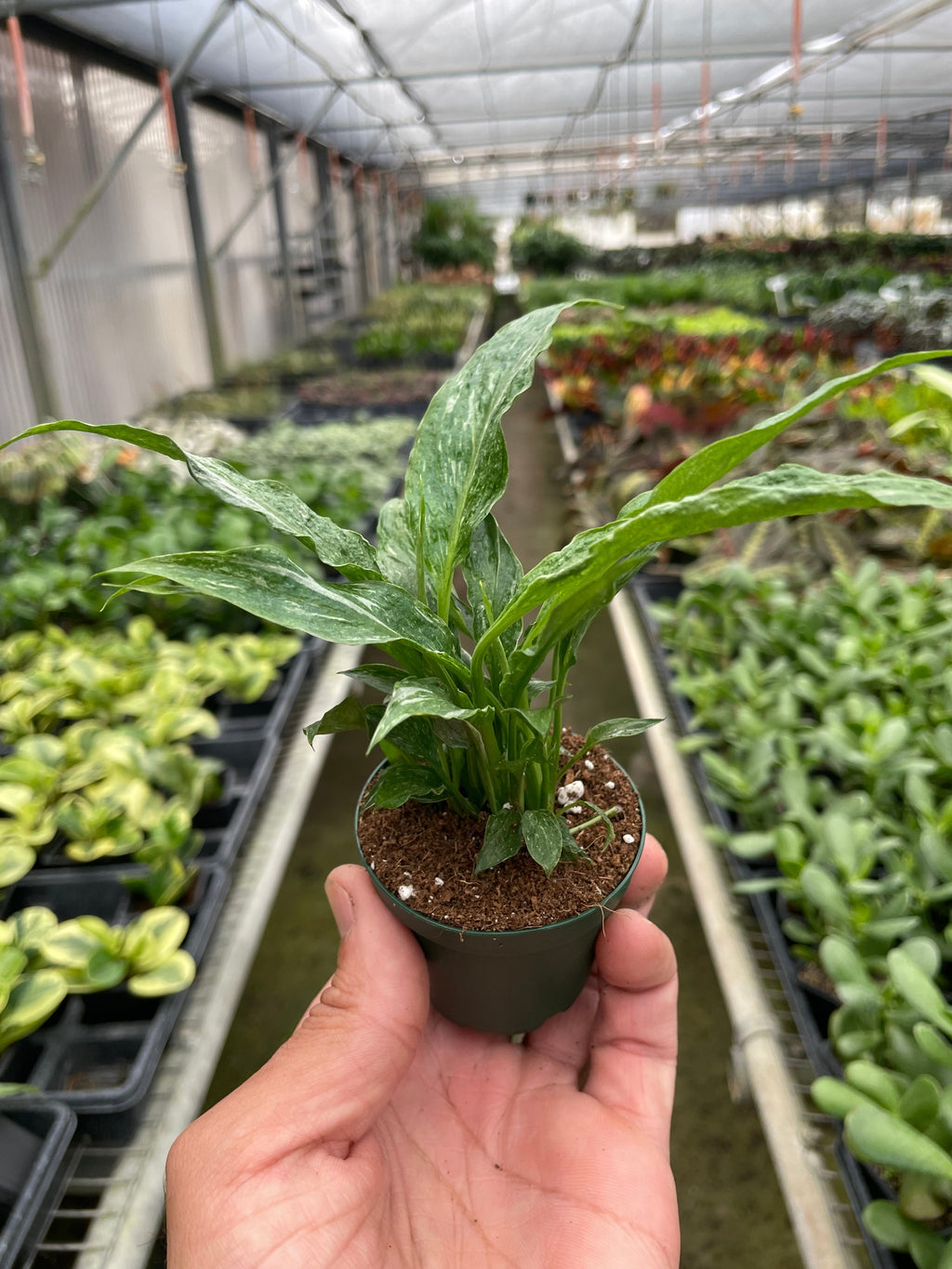 Variegated Spathiphyllum 'Domino' – view 3