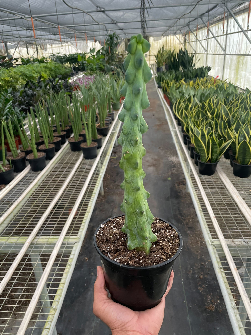 Boobie Cactus Live Plant