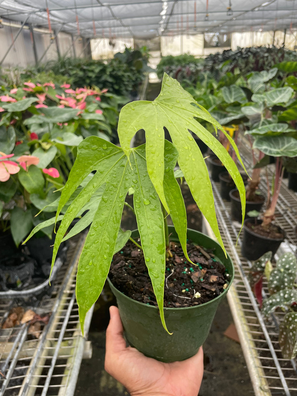 Anthurium Fingers – view 2