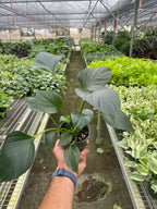 Homalomena 'Emerald Gem' – view 7