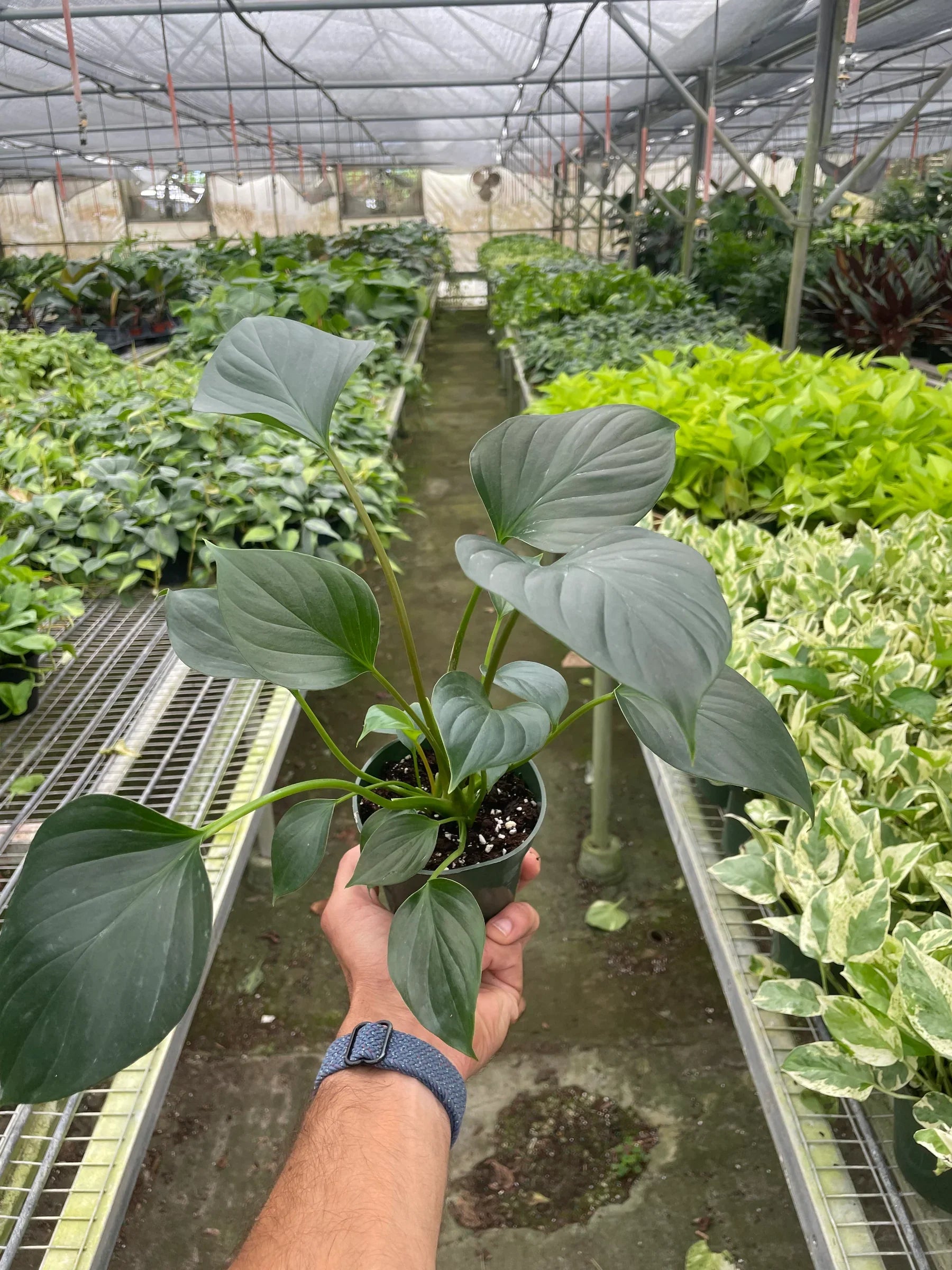 Homalomena 'Emerald Gem' – view 7