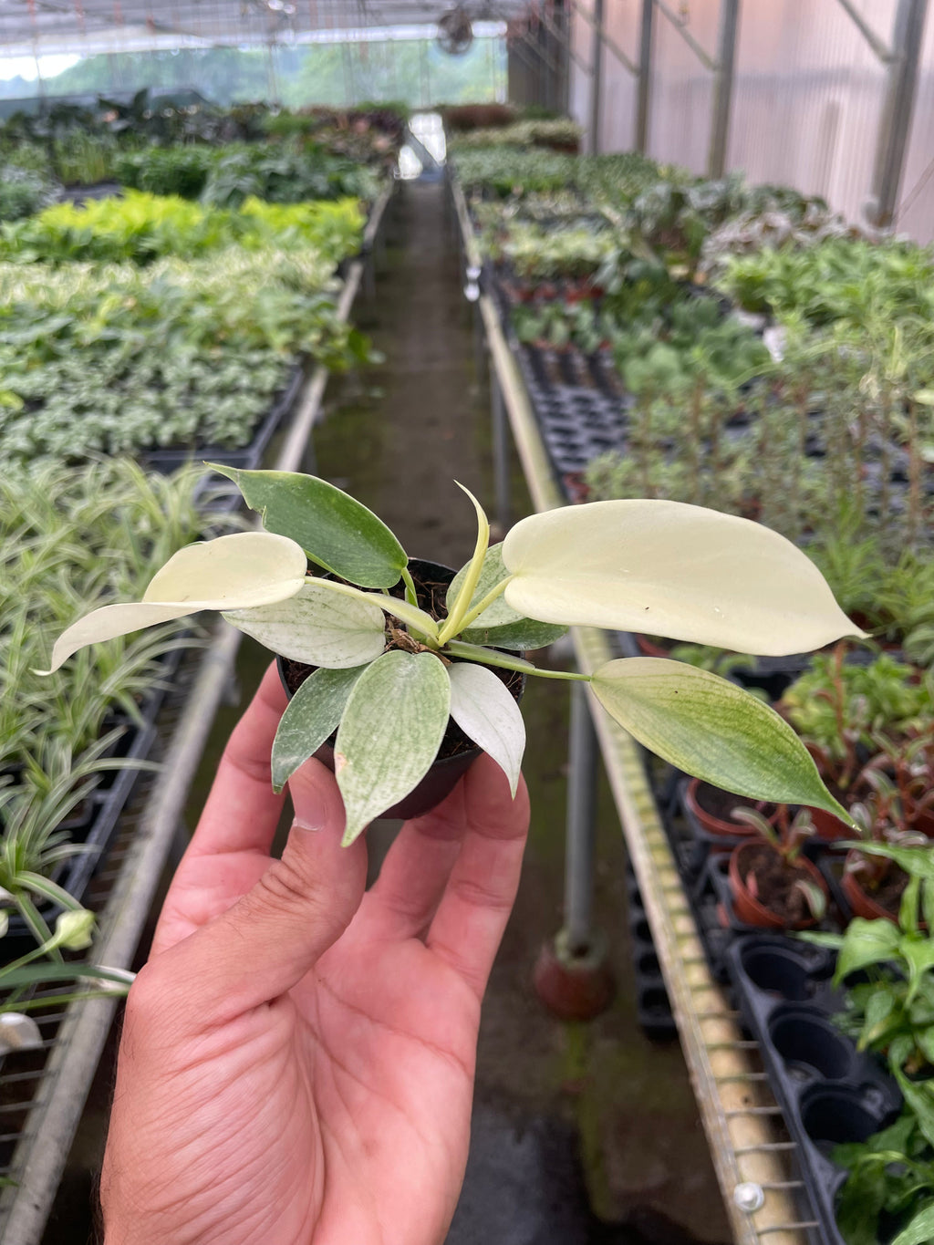Philodendron 'Florida Ghost' – view 3