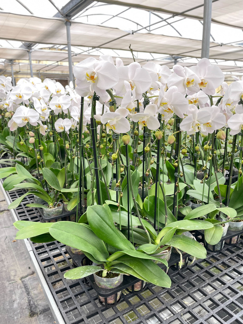 Orchid 'White Phalaenopsis' – view 5