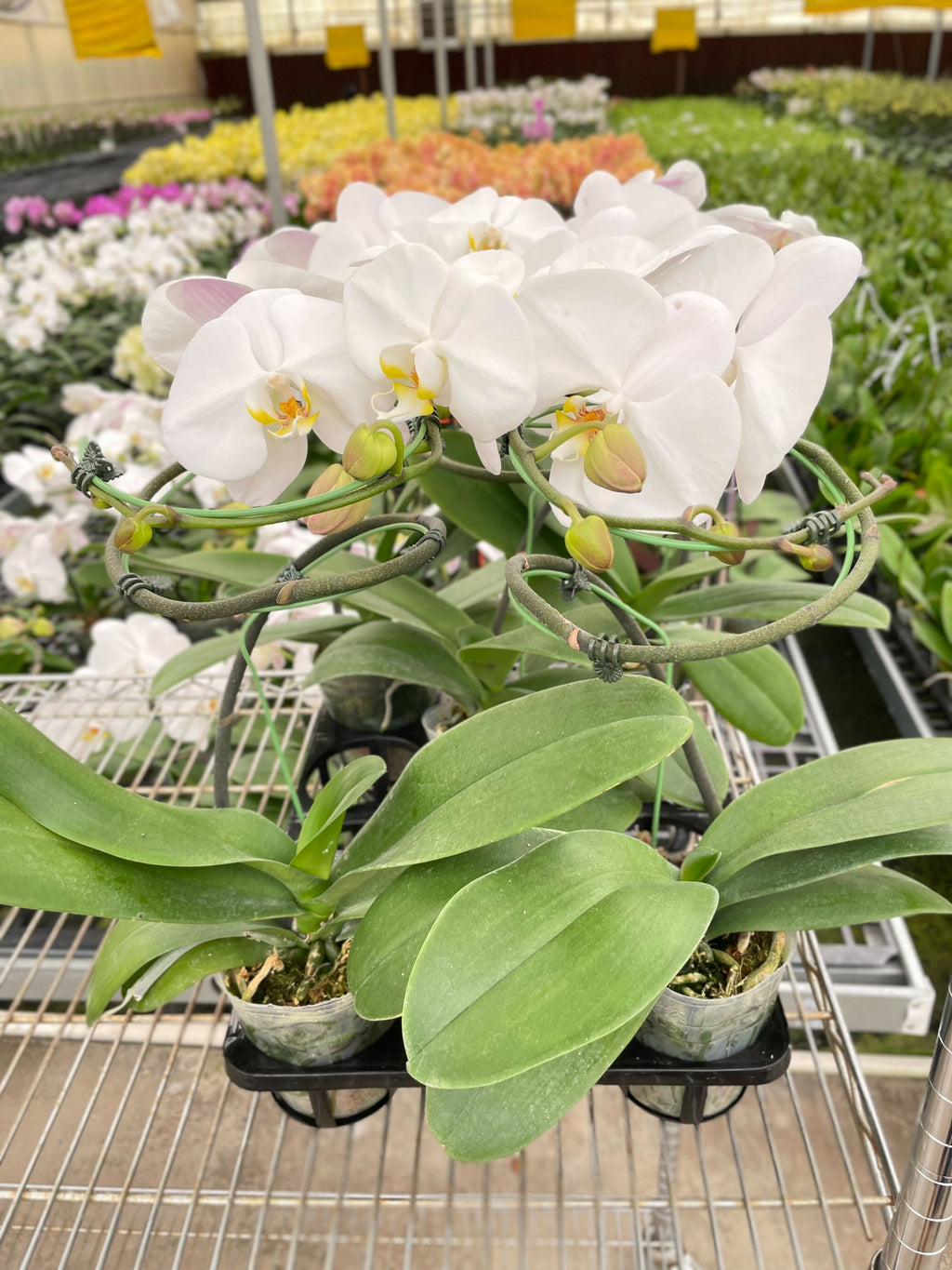 Orchid 'White Phalaenopsis' – view 4