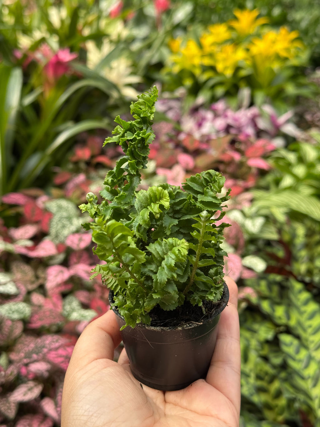 Fern 'Emina' – view 4