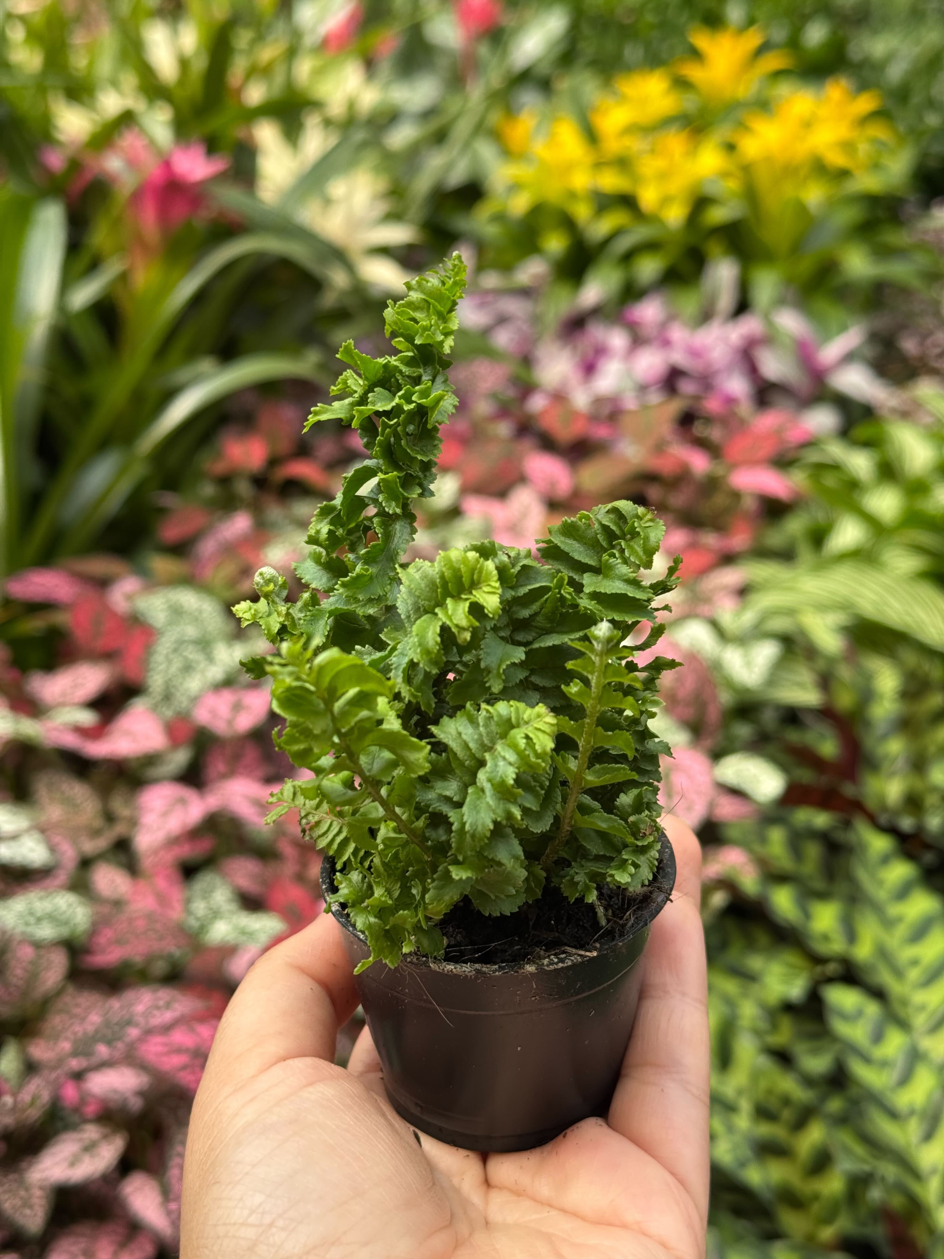 Fern 'Emina' – view 4