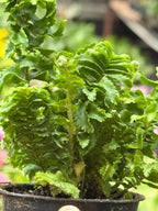 Fern 'Emina' – view 5
