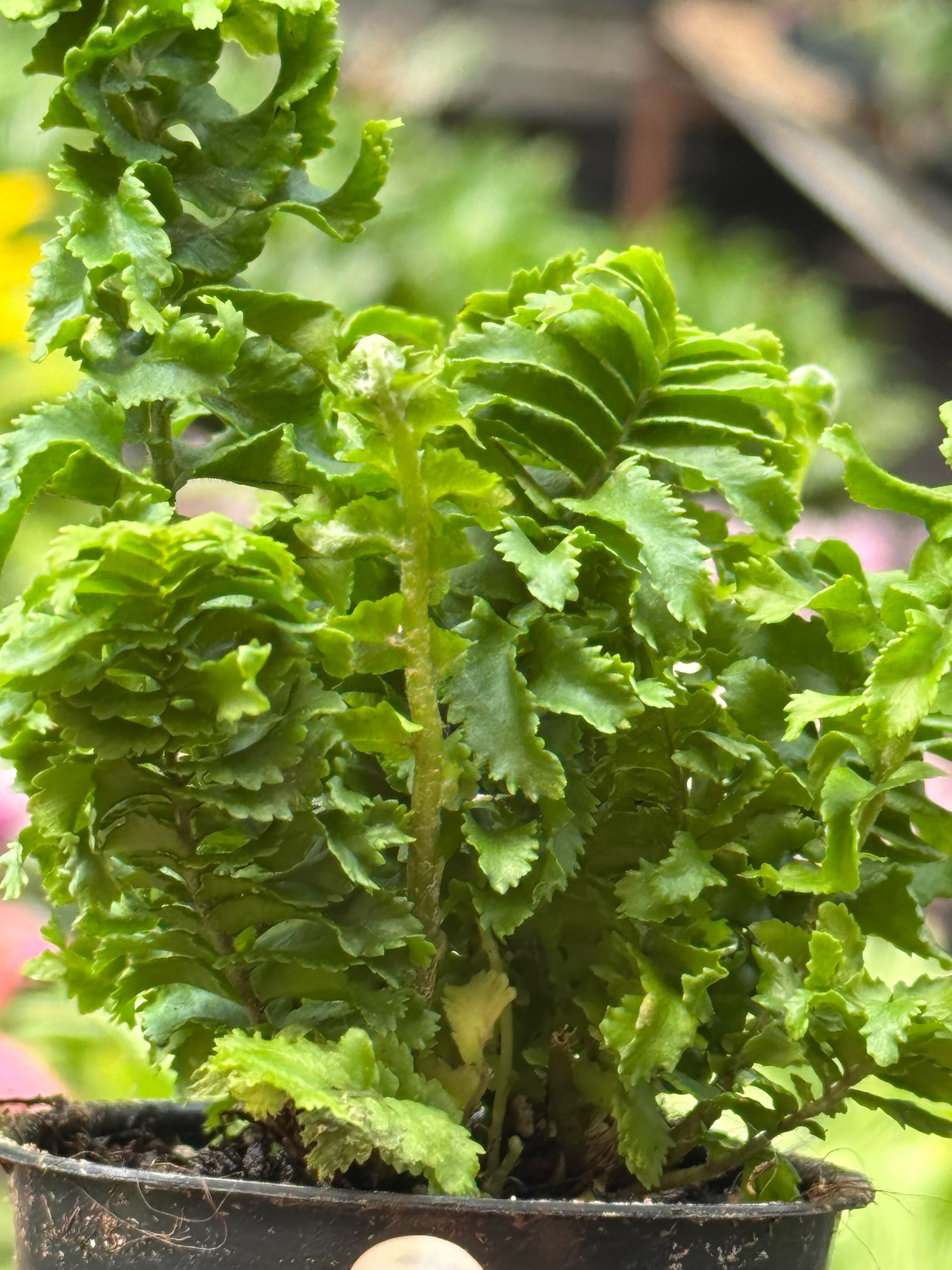 Fern 'Emina' – view 5