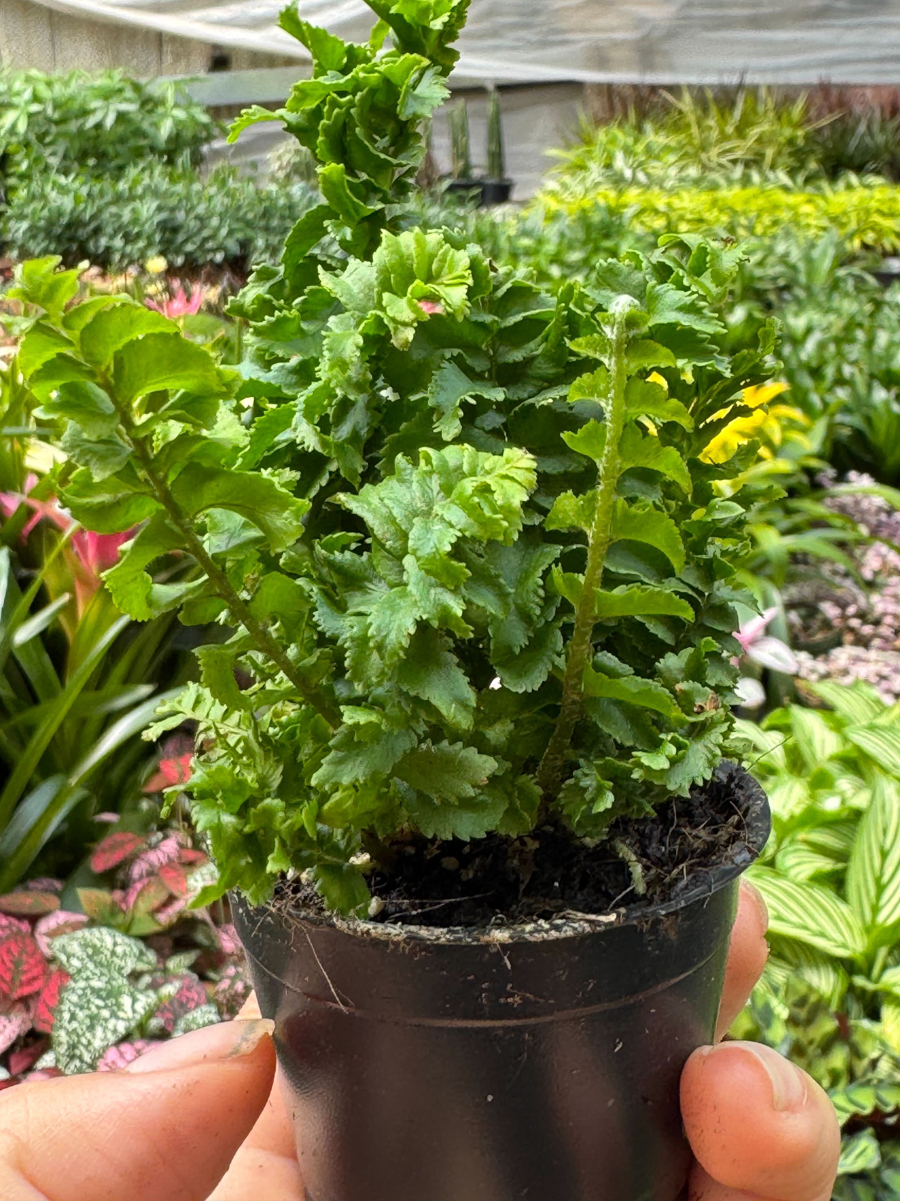 Fern 'Emina' – view 3