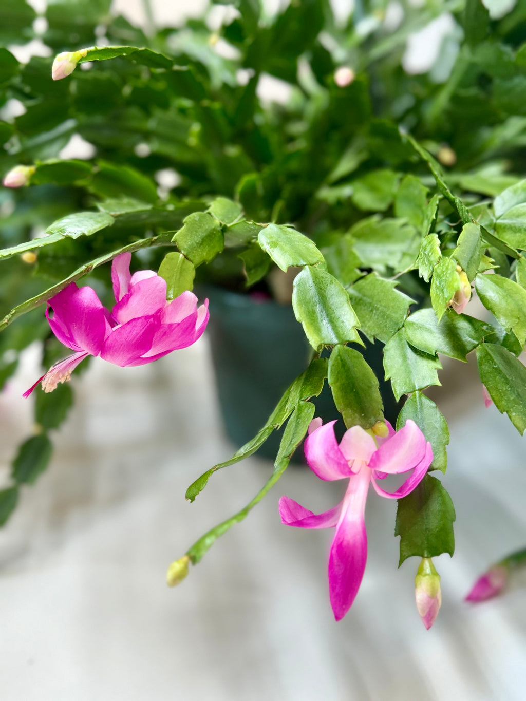 Zygocactus 'Christmas Cactus' – view 7