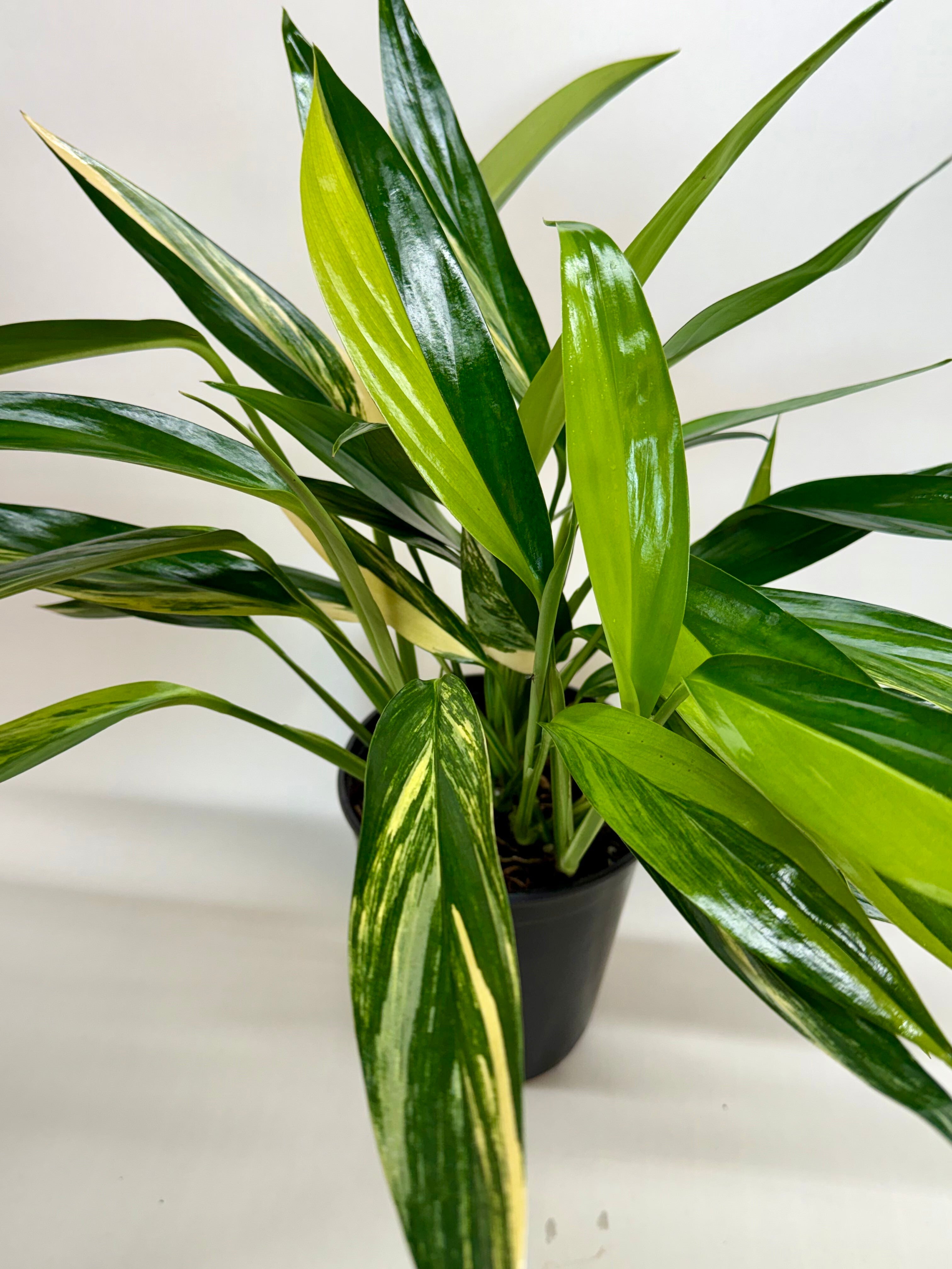 Pothos 'Silver Streak Variegated' – view 2