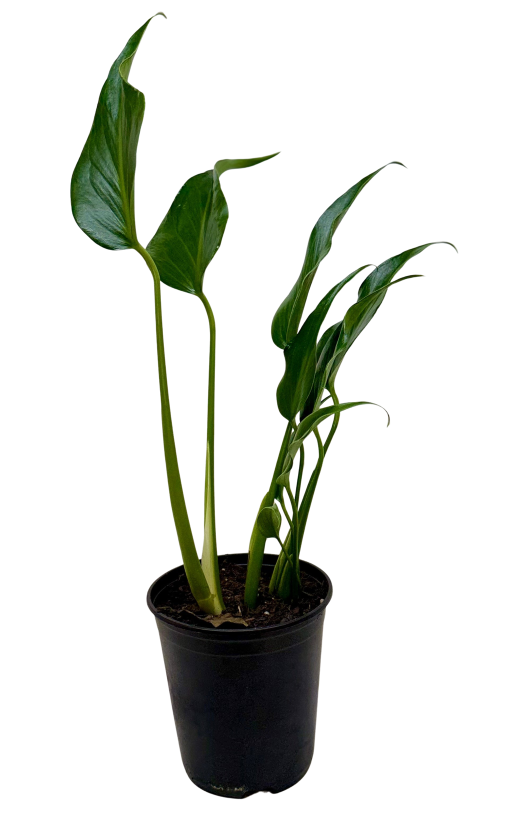 Monstera Burle Marx Flame