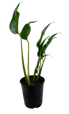 Monstera Burle Marx Flame