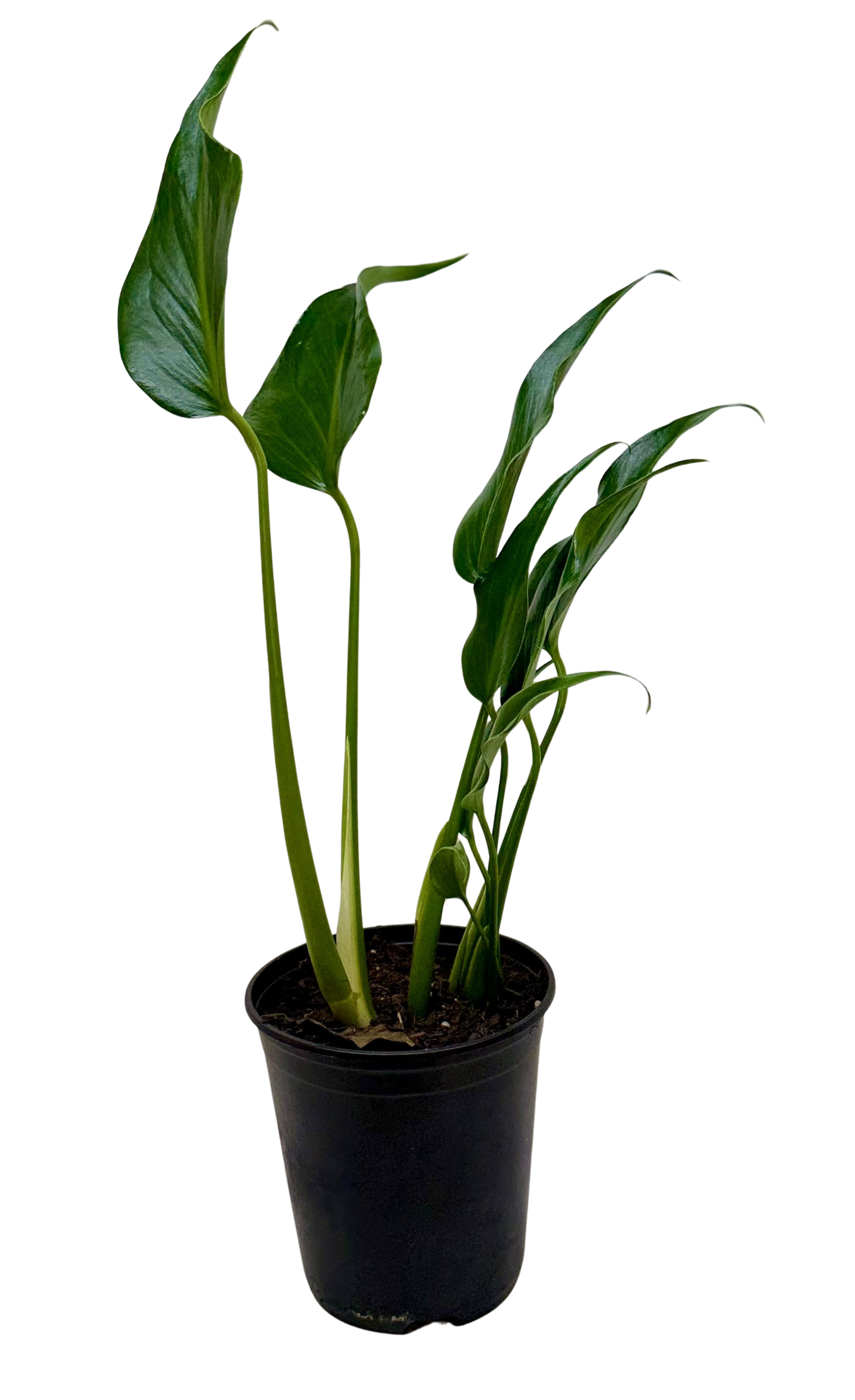 Monstera Burle Marx Flame
