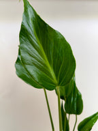 Monstera Burle Marx Flame – view 2