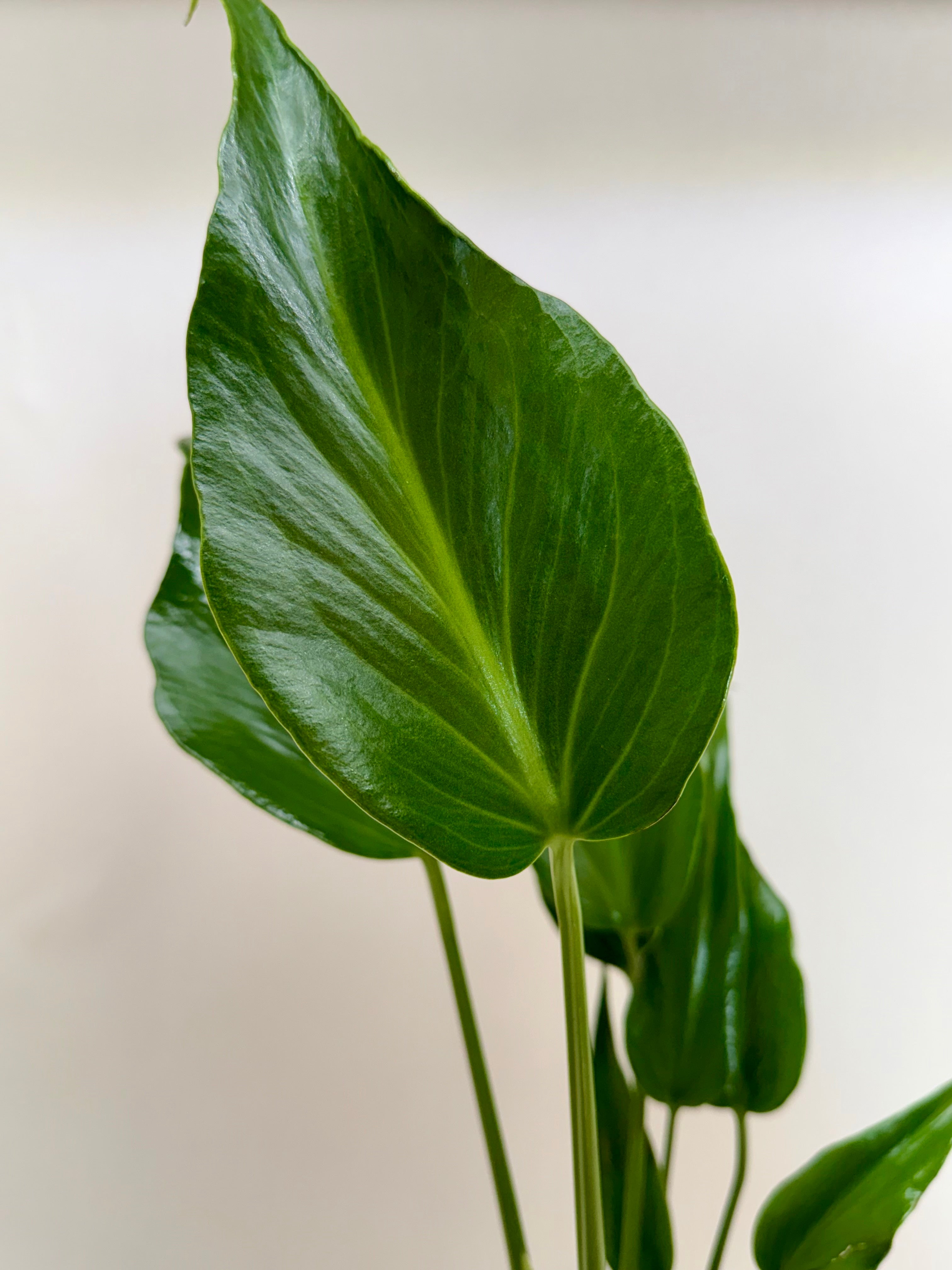 Monstera Burle Marx Flame – view 2
