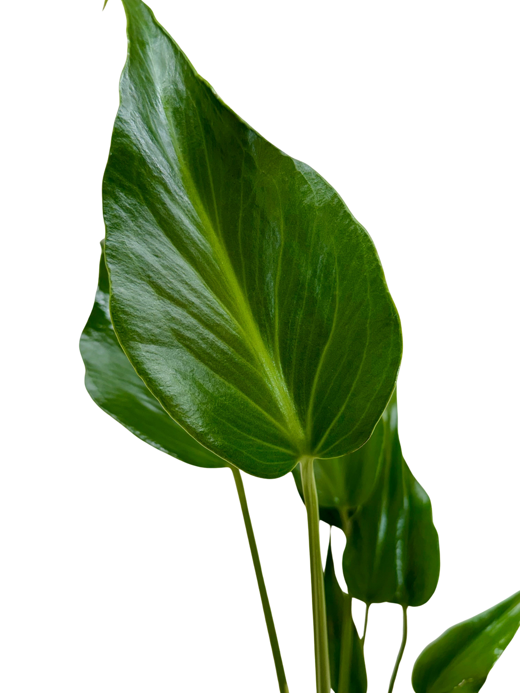 Monstera Burle Marx Flame – view 2