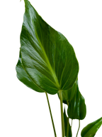 Monstera Burle Marx Flame – view 2