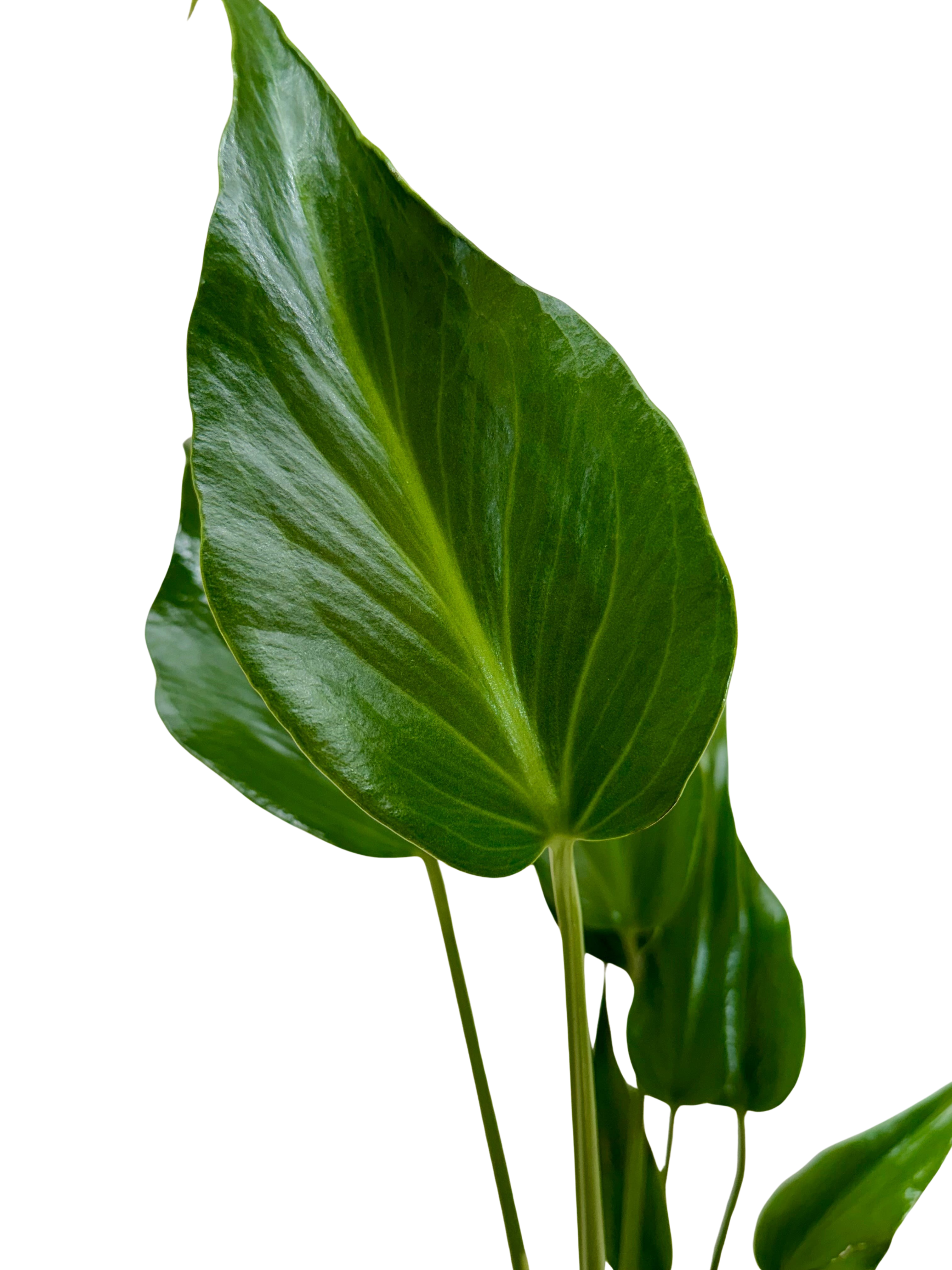 Monstera Burle Marx Flame – view 2