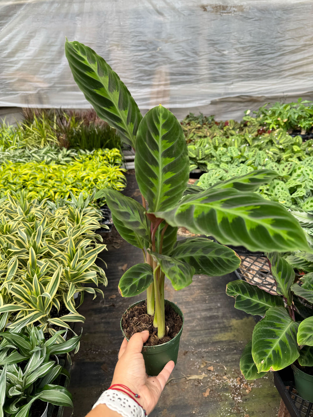 Calathea 'Warscewiczii' Live Plant