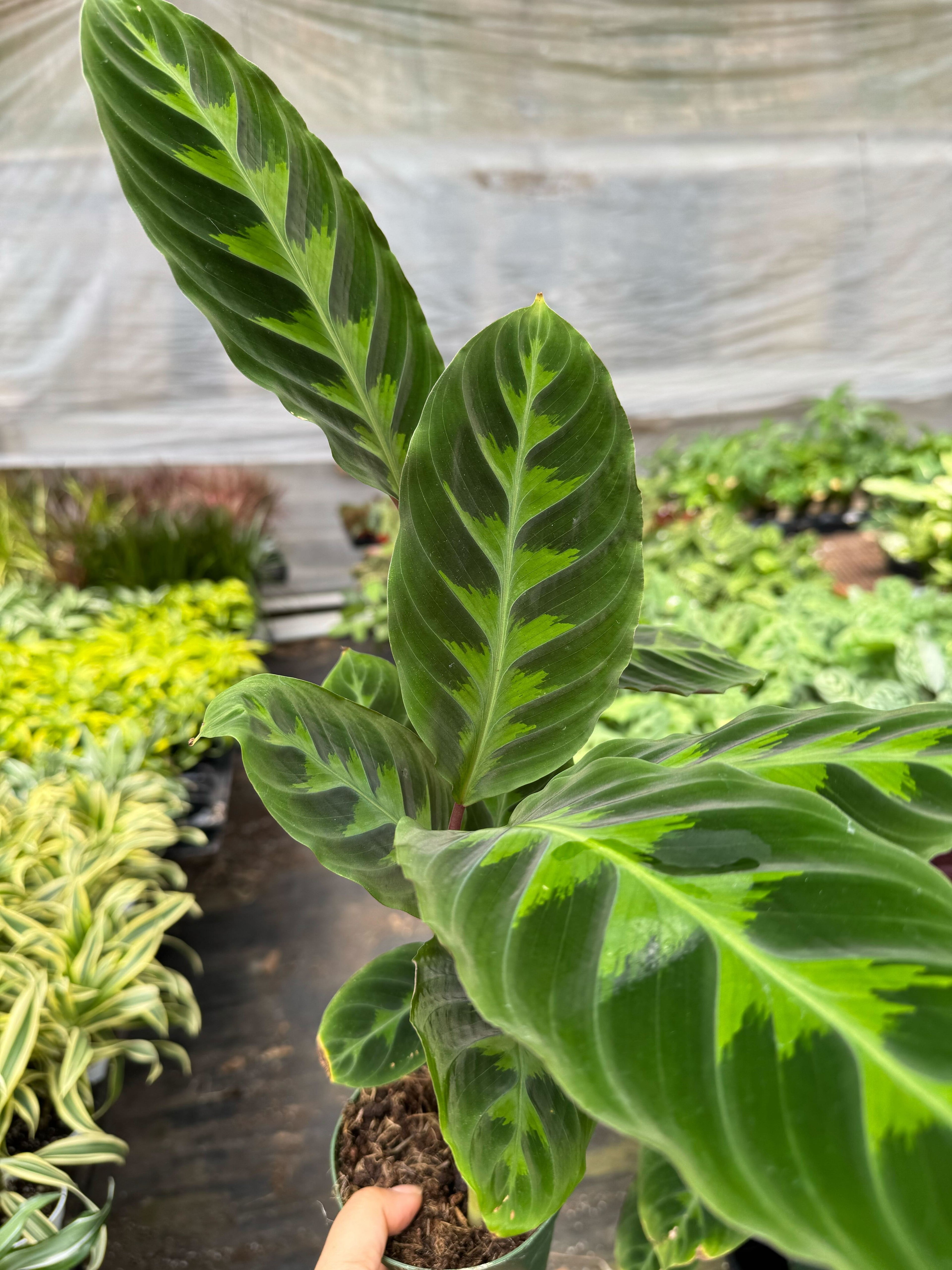 Calathea 'Warscewiczii' Live Plant