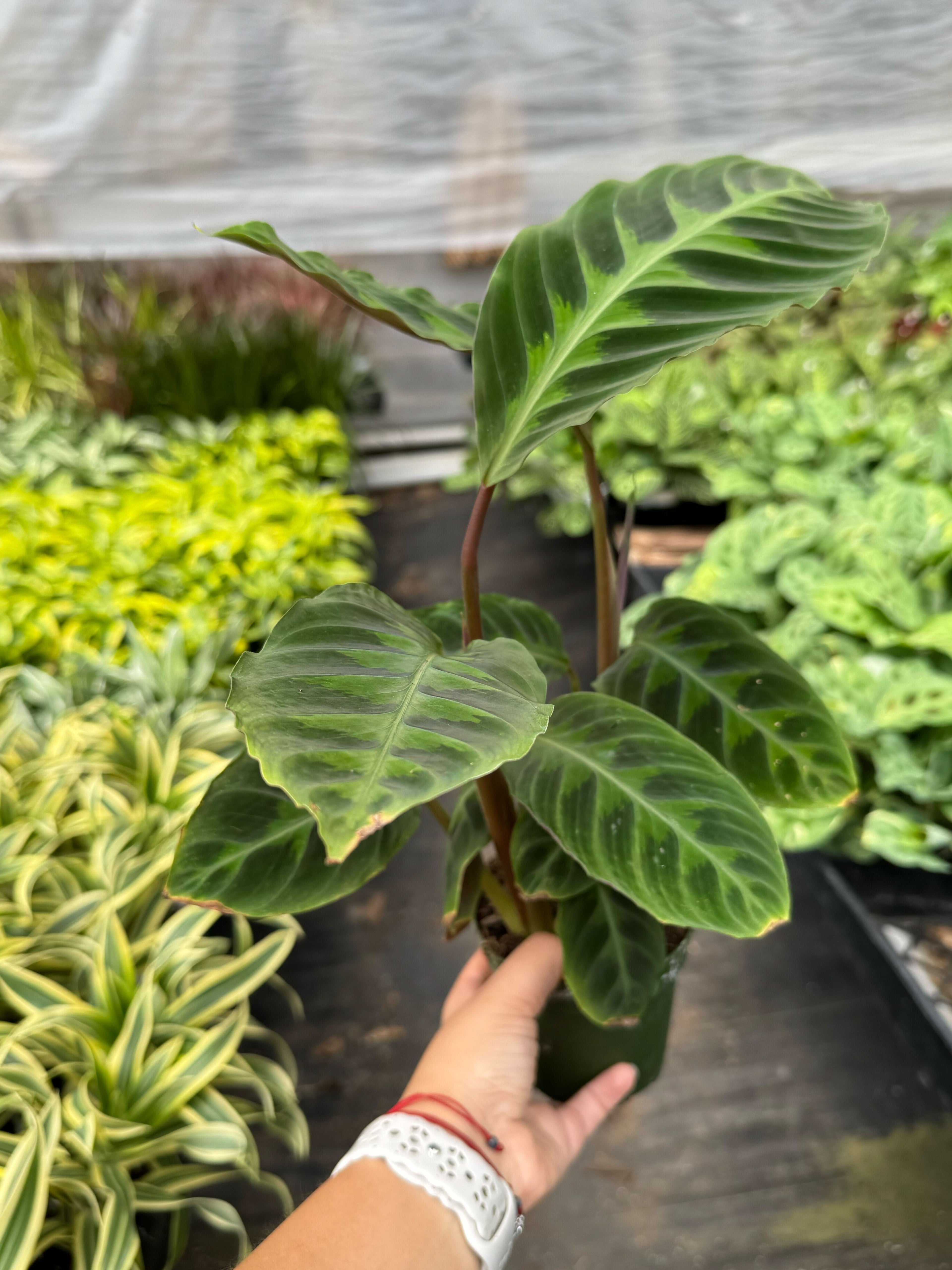 Calathea 'Warscewiczii' Live Plant