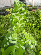 Chinese Evergreen Pictum Tricolor – view 6