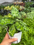 Chinese Evergreen Pictum Tricolor – view 7