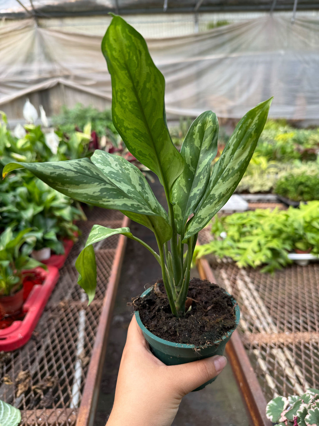 Chinese Evergreen 'Maria' – view 2
