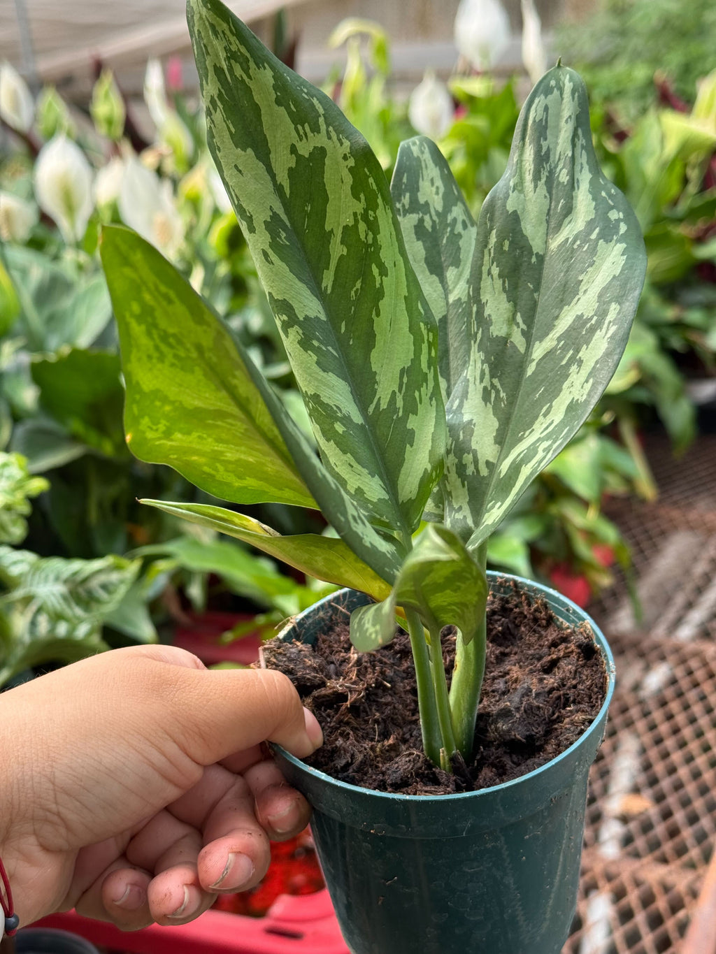 Chinese Evergreen 'Maria' – view 3